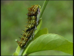 Orchard Swallow-tail Caterpillar