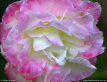 Camellia
