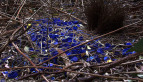 Satin Bowerbird Bower