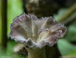 Leathery Goblet Fungus