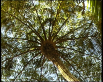 Lacy Tree Fern