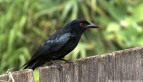 Spangled Drongo