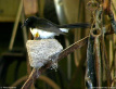 Willie Wagtail