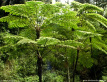 Tree Ferns