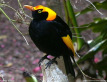 Regent Bowerbird