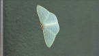 Moth