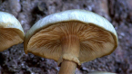 Australian Honey Fungus