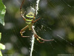 St Andrew's Cross Spider