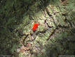 Red Velvet Mite
