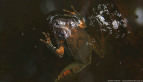 Fletcher's Frog
