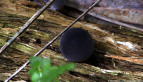 Cup Fungus