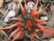 Anemone Stinkhorn