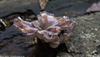 Fungus in Rainforest