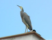 White-Faced Heron