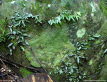 Detail of a Rainforest Rock