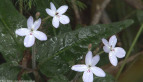 Rainforest Flowers