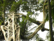 Strangler Fig