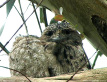 Tawny Frogmouths