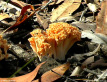 Coral Fungus