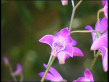 Pink Rock Orchid