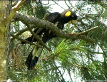 Yellow-tailed Black Cockatoo