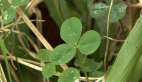 Clover
