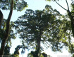 Giant Strangler Fig Tree