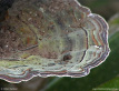 Bracket Fungus