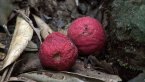 Red Apple