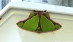 Moth on Lamp
