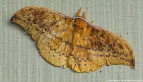 Emperor Moth