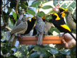 Regent Bowerbirds