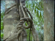 Knotted Vine