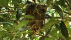 Lewin's Honeyeater Nest