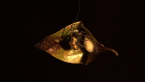 Leaf-curling Spider
