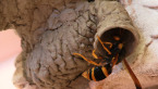 Potter Wasp Nest