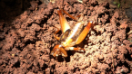 Short-winged Cricket