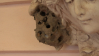 Potter Wasp Nest