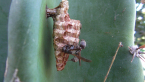 Paper Wasp Nest