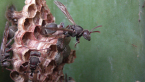 Paper Wasp Nest