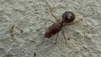 Funnel Ant Queen