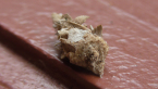Case Moth Larva