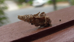 Case Moth Larva