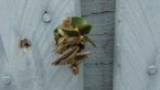 Leaf Case Moth Larva