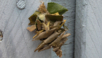 Leaf Case Moth Larva