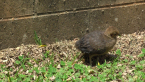 Brush Turkey Hatchling
