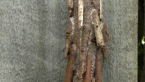 Saunders Case Moth Larva