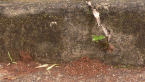 Funnel Ant Mounds