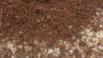 Mound with Ants