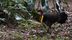 Brush Turkey